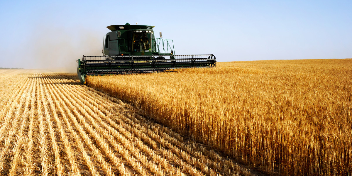 Z prognoz IGC wynika, że w tym roku trzeba skupić się na sianiu pszenicy. To tego zboża ma brakować na świecie najbardziej.