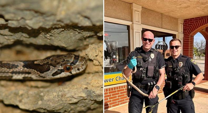 Western rat snakes are non-venomous and kill their prey by constriction.Shoemcfly/Getty Images, The Village Police Department/Facebook