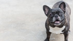 Ile wiesz o psach? Szybki QUIZ dla prawdziwych psiarzy. Zdobędziesz 8/10?