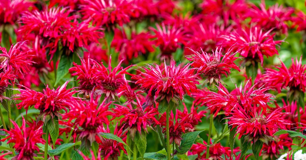 Ten kwiat kwitnie cały sierpień i wrzesień. Urośnie choćby tam, gdzie inne kwiaty nie dają rady. Czerwone i różowe pióropusze przyciągają wzrok z daleka