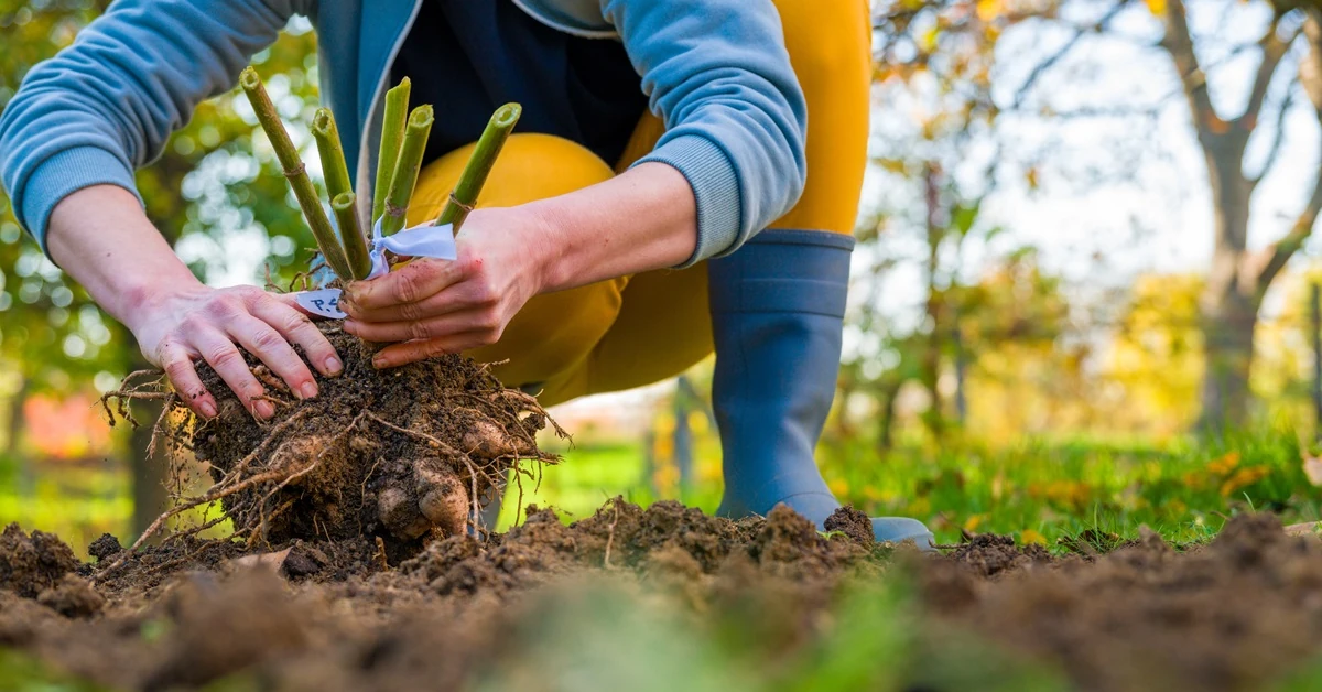 Kiedy wykopać dalie jesienią? Sposób przechowywania bulw ma znaczenie