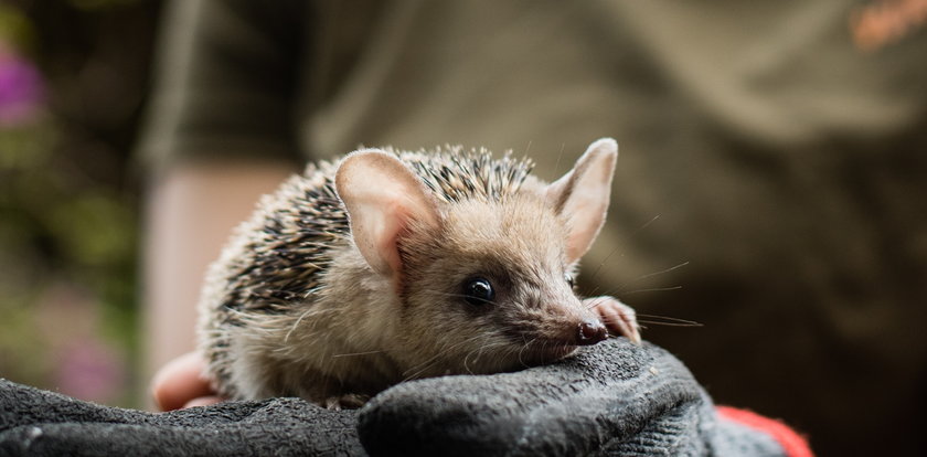 O rany, co za słodziaki! We wrocławskim zoo na świat przyszły jeże uszate