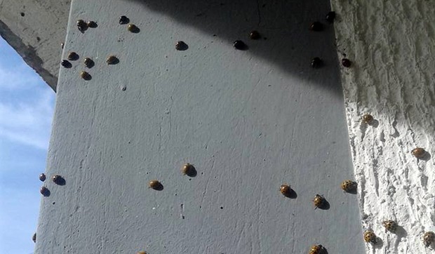 Loznica01 invazija bubamara u jadarskom kraju bubamare prekrile zid kuce foto s.pajic