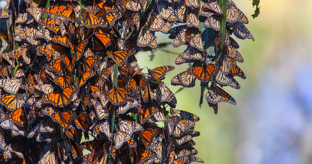 Motyle monarchy uciekają jesienią z zimnej Kanady i USA do ciepłego Meksyku