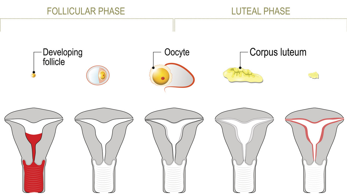 Faza lutealna: co to jest, jak rozpoznać, kiedy się zaczyna? Cykl menstruacyjny