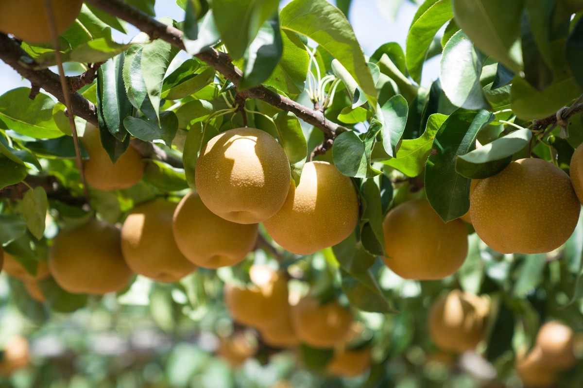 Kiedy sadzić gruszę azjatycką?