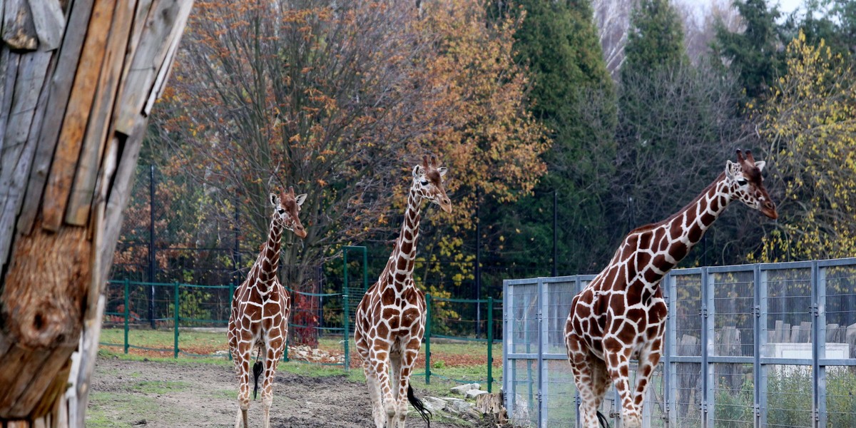 Pozamykane ogrody zoologiczne, baseny, muzea spowodowały, że na pandemii traciły wszystkie instytucje publiczne. Koszty utrzymania zaś nie spadły, więcej środków muszą na nie przeznaczyć samorządy.