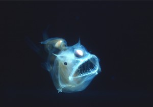 Riba anglerfish