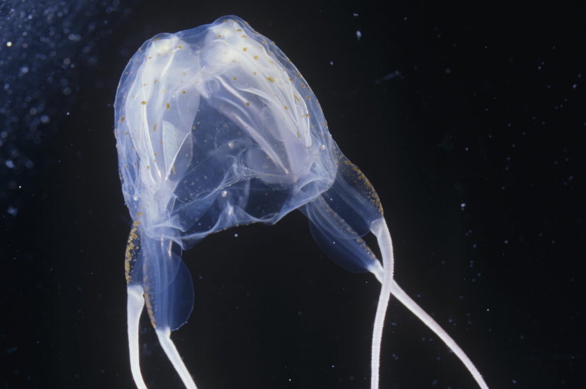 Meduza