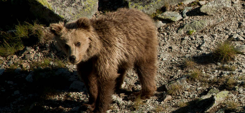 "Do spotkań z niedźwiedziami dochodzi każdego lata" - wywiad z Filipem Ziębą, naukowcem i przyrodnikiem TPN