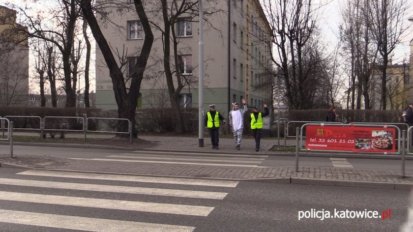 Akcja katowickiej policji- Zebry spacerowały po pasach