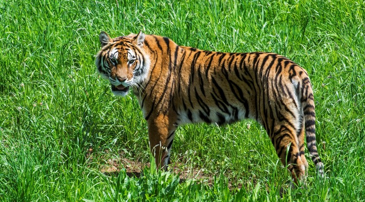 Az Indiában, Nepálban, Bhutánban és Bangladeshben őshonos bengáli tigris