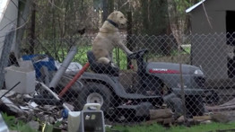 Fűnyírón lazít a kutya a hurrikán után - Videó!