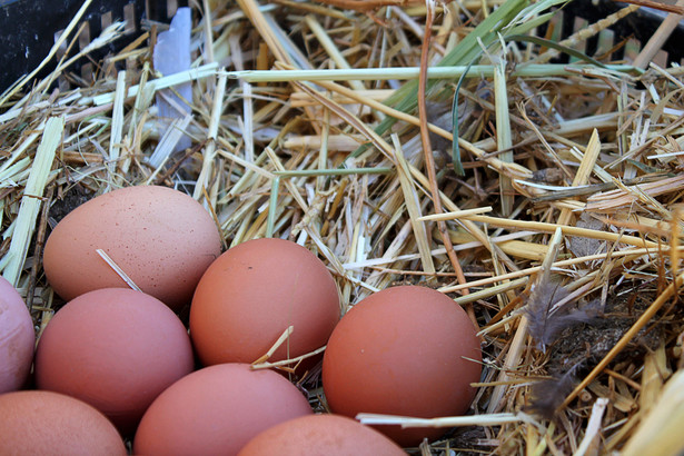 Jak nie salmonella to formaldehyd. Sklepowe półki są puste, jajek brakuje i drożeją