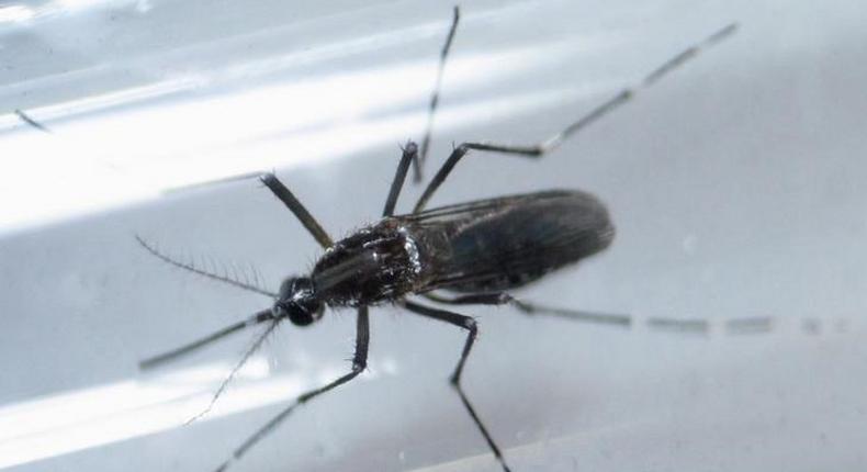 An edes aegypti mosquito is seen inside a test tube as part of a research on preventing the spread of the Zika virus and other mosquito-borne diseases at a control and prevention center in Guadalupe, neighbouring Monterrey, Mexico, March 8, 2016. REUTERS/Daniel Becerril/File Photo