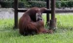 Wyrzucił papierosa w zoo. Oto, co zrobił orangutan!