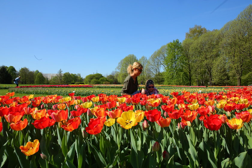 Festiwal tulipanów w Ogrodzie Botanicznym w Łodzi 