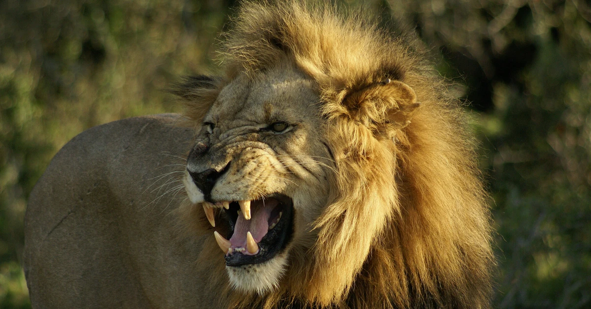 Quiz ortograficzny o zwierzętach. Mniej niż 50/50 to wstyd