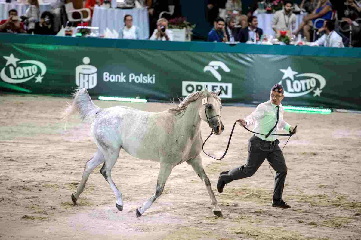 Klacz Sefora ze stadniny w Janowie Podlaskim została sprzedana za 300 tys. euro, podczas aukcji Pride of Poland w Janowie Podlaskim, 14 bm., gdzie od od piątku trwa Święto Konia Arabskiego. Sefora stała się najdrożej sprzedanym koniem, po tym, jak jeden z licytujących wycofał się z kupna klaczy Emiry. Pierwsza cena za Emirę wynosiła 550 tys. euro, w powtórzonej licytacji udało się uzyskać 225 tys. euro. (zuz) PAP/Wojciech Pacewicz