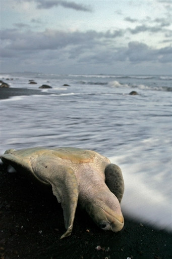 COSTA RICA-ECOLOGY-TURTLES