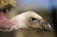 Vultures nearly extinct in Africa