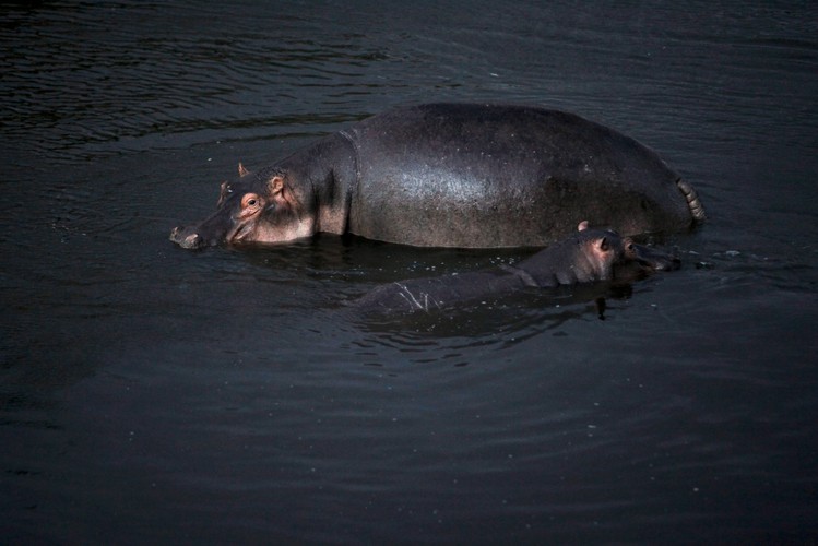 Kenia - dzika afrykańska przyroda