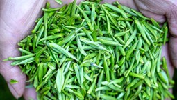 Pij 2-3 szklanki dziennie. Pomoże zbić wysoki cukier