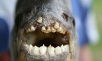 Ryba z ludzkim zębami. Zdjęcia