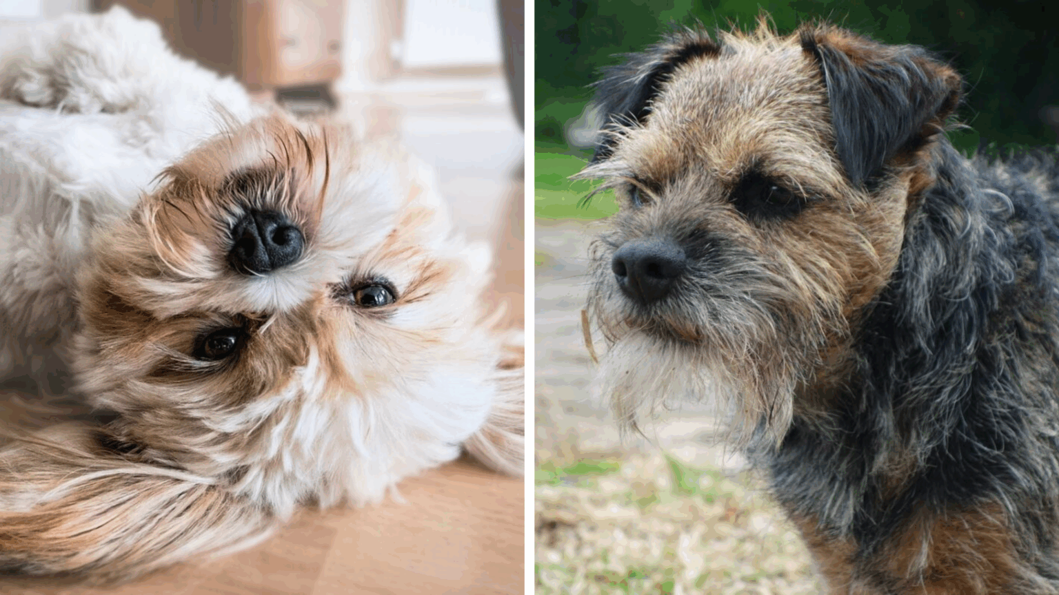 5 psích plemien, ktoré sa hodia aj do zaneprázdnenej domácnosti.