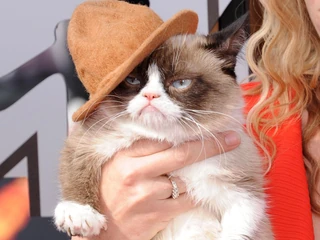 Grumpy Cat