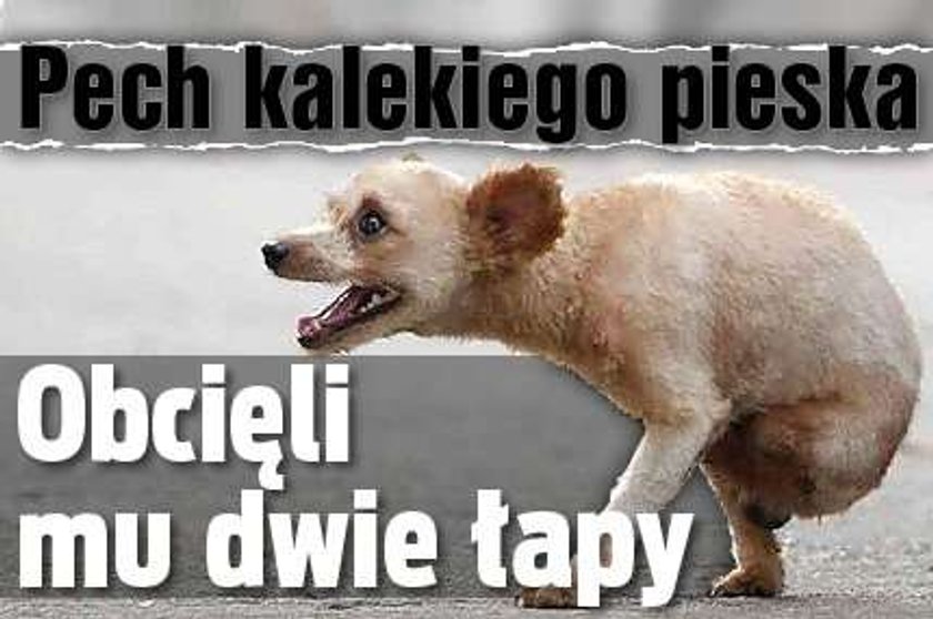 Dramat kalekiego pieska. Obcięli mu dwie łapy