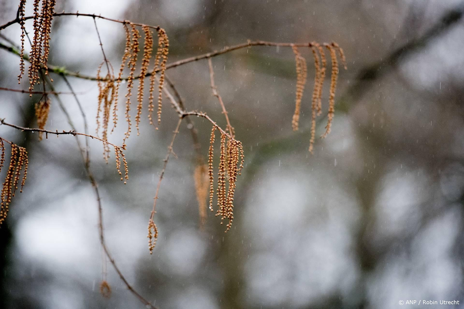 Pollenrecord verdubbeld in december: de hazelaars bloeien 40 dagen vroeger
