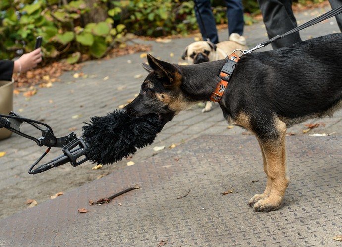 Psy członków i sympatyków partii