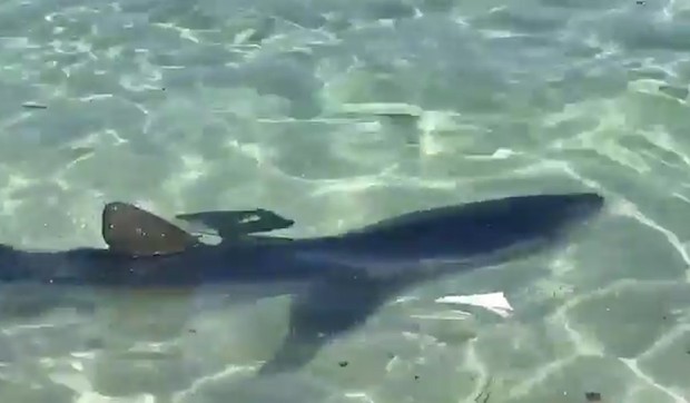 YT_ajkula_u_plicaku_vesti_blic_safe