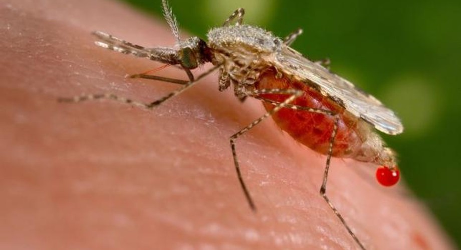 An Anopheles stephensi mosquito 