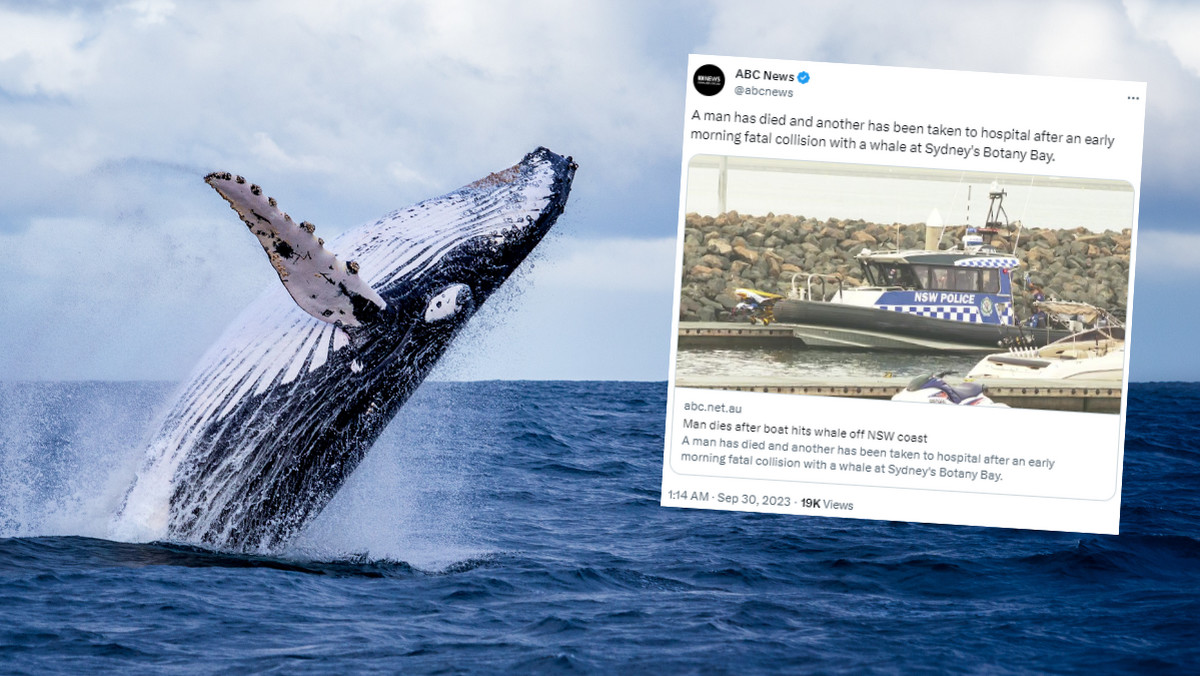Wieloryb przewrócił łódź. Zginął mężczyzna, drugi został ranny
