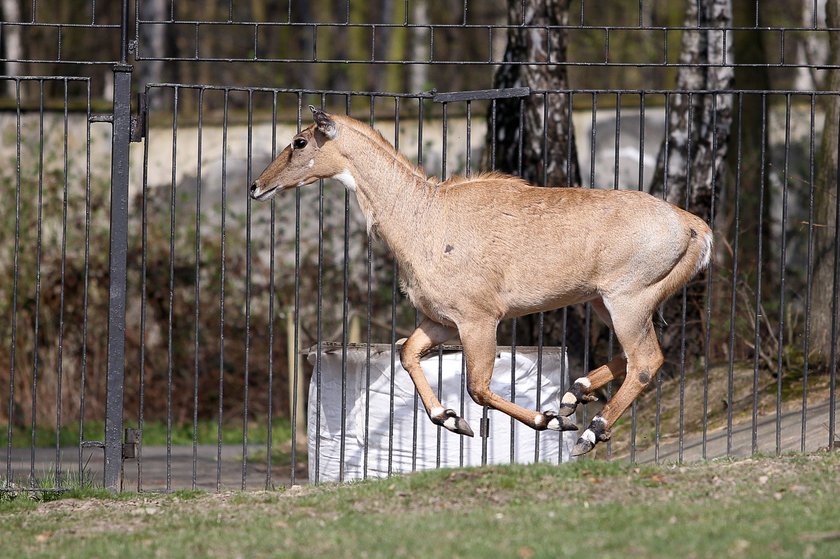 Zwierzęta na wybiegach w zoo