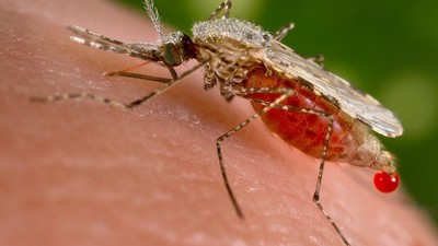 Rep urges FG to declare state of emergency on malaria.