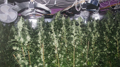 Policjanci zlikwidowali plantację z prawie tysiącem krzew marihuany