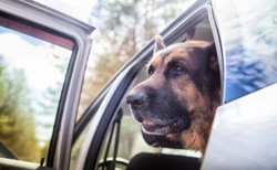 Owczarek niemiecki w nagrzanym samochodzie. Tak tłumaczył się właściciel