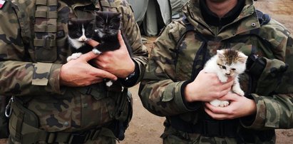 Baczność koty! Żołnierze na poligonie przygarnęli trzy kociaki