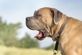 Ove 4 rase pasa imaju UBEDLJIVO NAJJAČI UGRIZ na svetu! Ujedi i do 52 KILOGRAMA SNAGE - štite od VUKOVA I MEDVEDA, obaraju plen i duplo veće kilaže