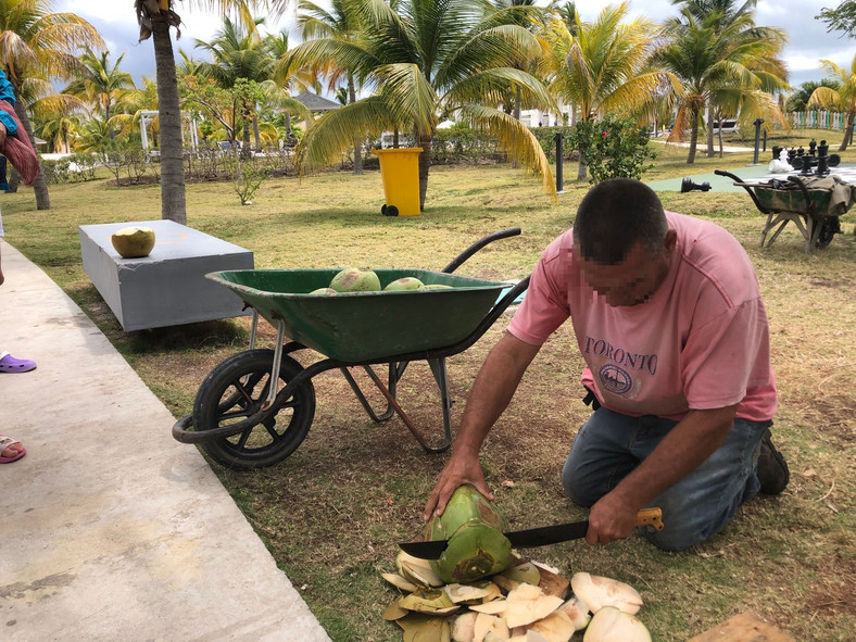 Hotelowy ogrodnik na Kubie rozdający turystom zerwane z palmy kokosy