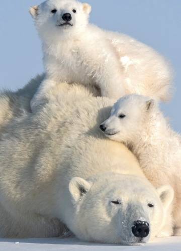 Do 2100 Zniknie Prawie Caly Gatunek Niedzwiedzi Polarnych Noizz