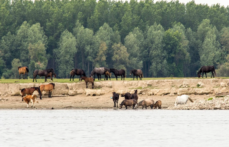 Krčedinska ada foto N. Mihajlovic