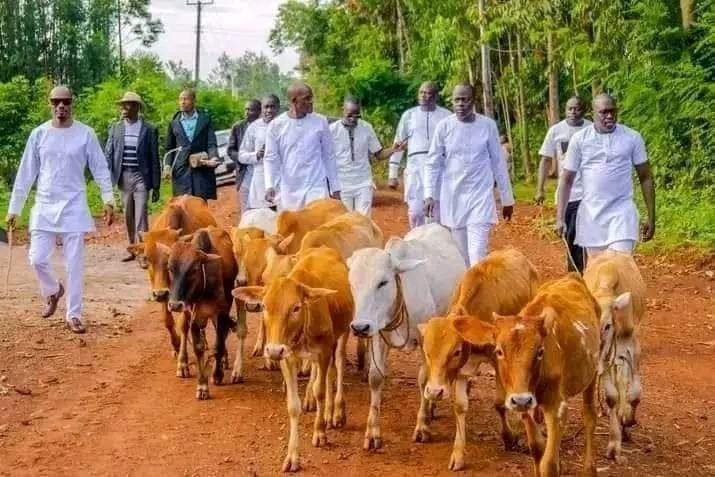 Laywer's Steve Ogolla's cows for Cebbie Koks dowry 