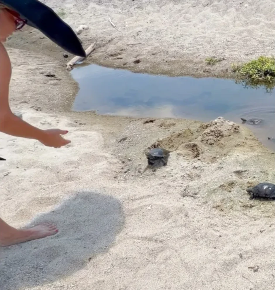 Maja Nikolić
