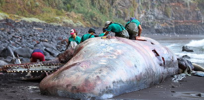 Morze wyrzuciło na plażę martwego wieloryba. W jego wnętrzu znaleziono skarb wart 2,2 mln zł