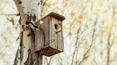 ostatni dzwonek na wyczyszczenie budki lęgowej dla ptaków. zaraz zaczyna się okres lęgowy
