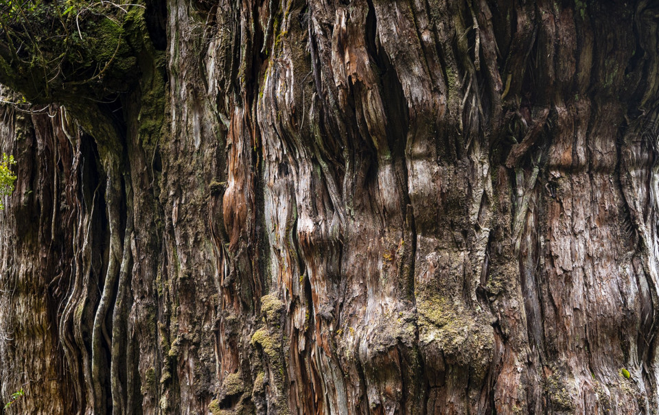 "Pradziadek" w Parku Narodowym Alerce Costero, Chile - prawdopodobnie najstarsze drzewo świata 